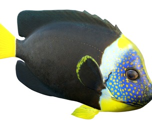 Angelfish Queensland
