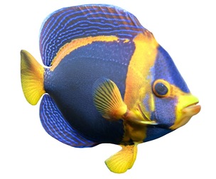 Angelfish Scribbled