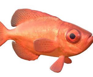 Aweoweo bigeye snapper fish