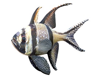 Banggai Cardinalfish