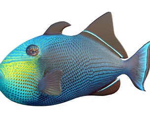 Black Durgon fish