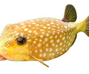 Boxfish fish