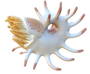Cooperoceras fish