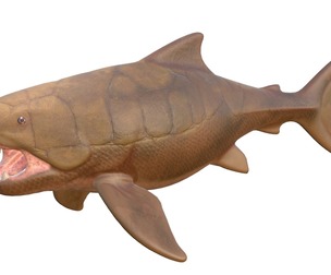 Dunkleosteus fish