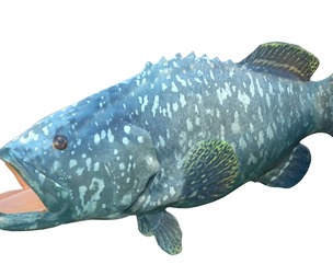 Goliath Grouper fish