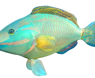 Green Queen Parrotfish