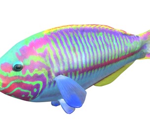 Klunzinger Wrasse fish