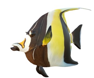 Moorish Idol fish