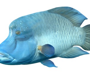 Napoleon Wrasse fish