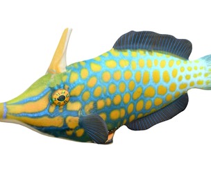 Orangespotted Filefish