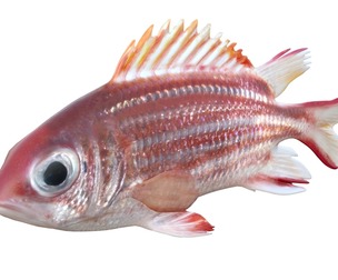 Redcoat fish