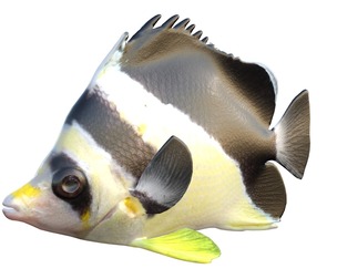 Roaops Butterflyfish