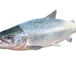 Salmon fish