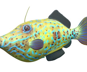 Scrawled Filefish