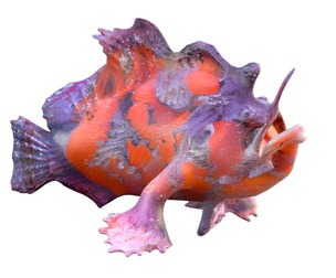 Shaggy Hispid Anglerfish