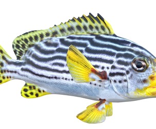 Striped Sweetlips fish
