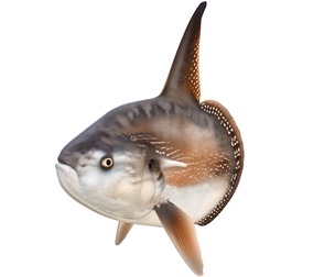 Sunfish MolaMola