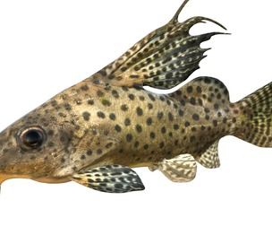 Synodontis Eupterus fish
