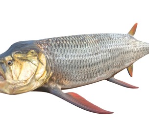 Xiphactinus fish