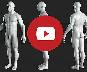 Anatomy Male Tool  Free Sample