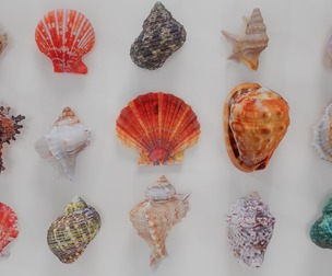 15 3D Scanned Shell Collection 1