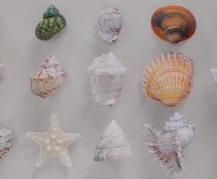 15 3D Scanned Shell Collection 2