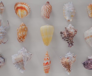 15 3D Scanned Shell Collection 3
