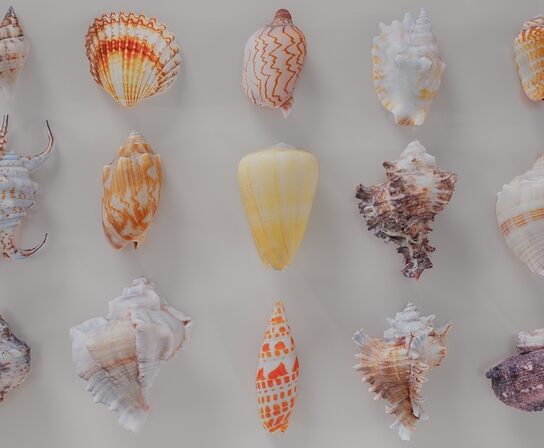 Collection