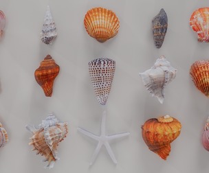 15 3D Scanned Shell Collection 4