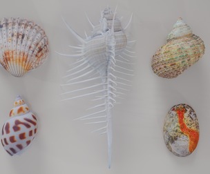 5 3D Scanned Shell Collection 5