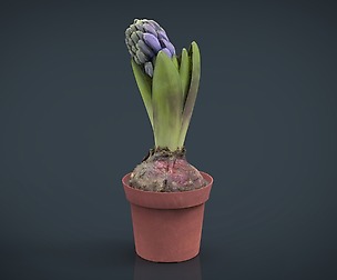Plant1