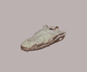 Saltwater Crocodile Skull