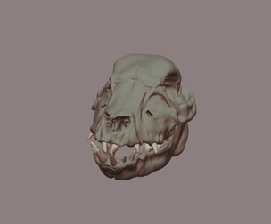 Domestic Pig Skull