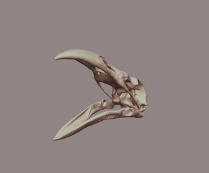 Crow Skull
