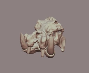 Hippo Skull 