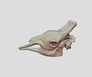 Giraffe Skulll 