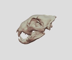 Lion Skull