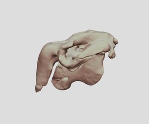 Dugong Skull 