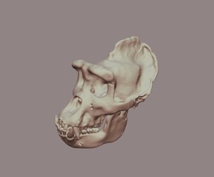 Gorilla Skulll