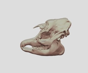 Malaysian Tapir Skull