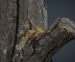 Wood Log 4