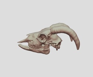 Goat Skull