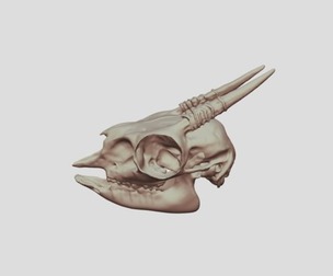 Dik Dik Skull