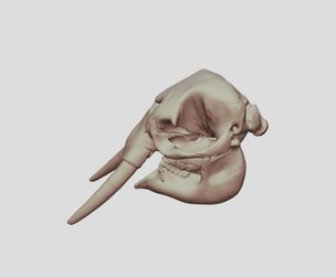 Elephant Skull