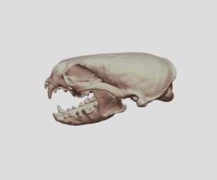 Otter Skull 