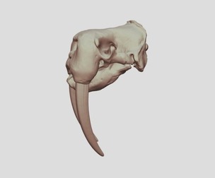 Walrus Skull 