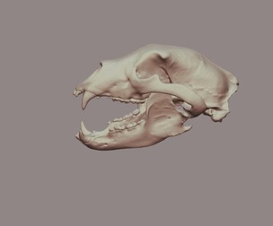 Black Bear Skull 
