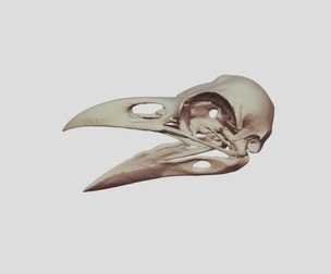 Raven Skull 