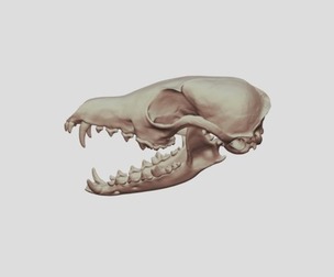 Fox Skull 