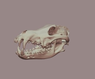 Wolf Skull 